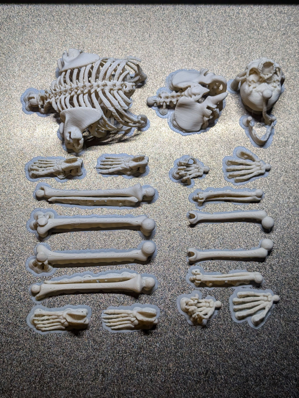 Lankstus žmogaus skeletas dekoracijai Helovynui