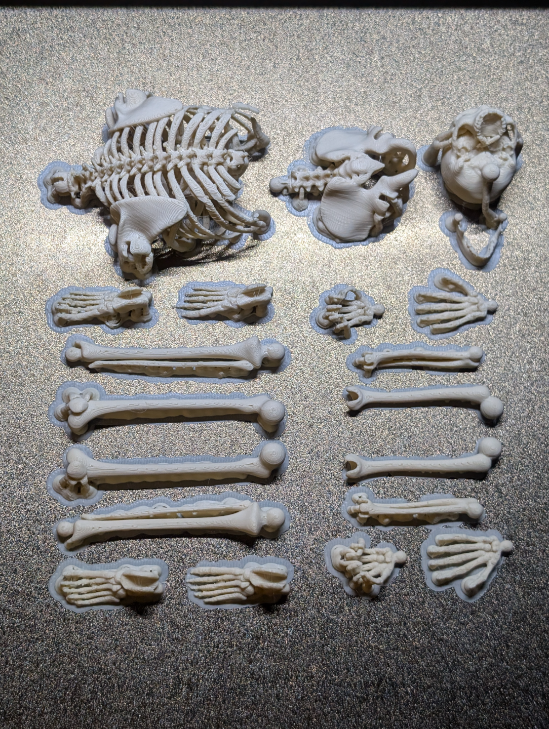 Lankstus žmogaus skeletas dekoracijai Helovynui
