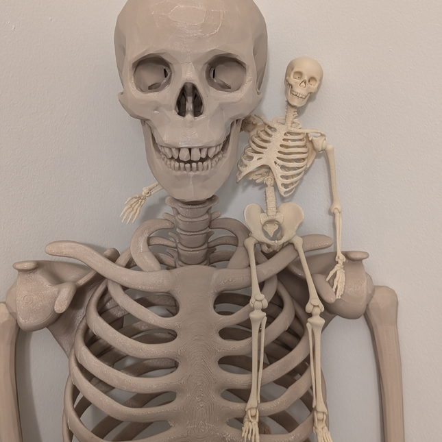 Lankstus žmogaus skeletas dekoracijai Helovynui