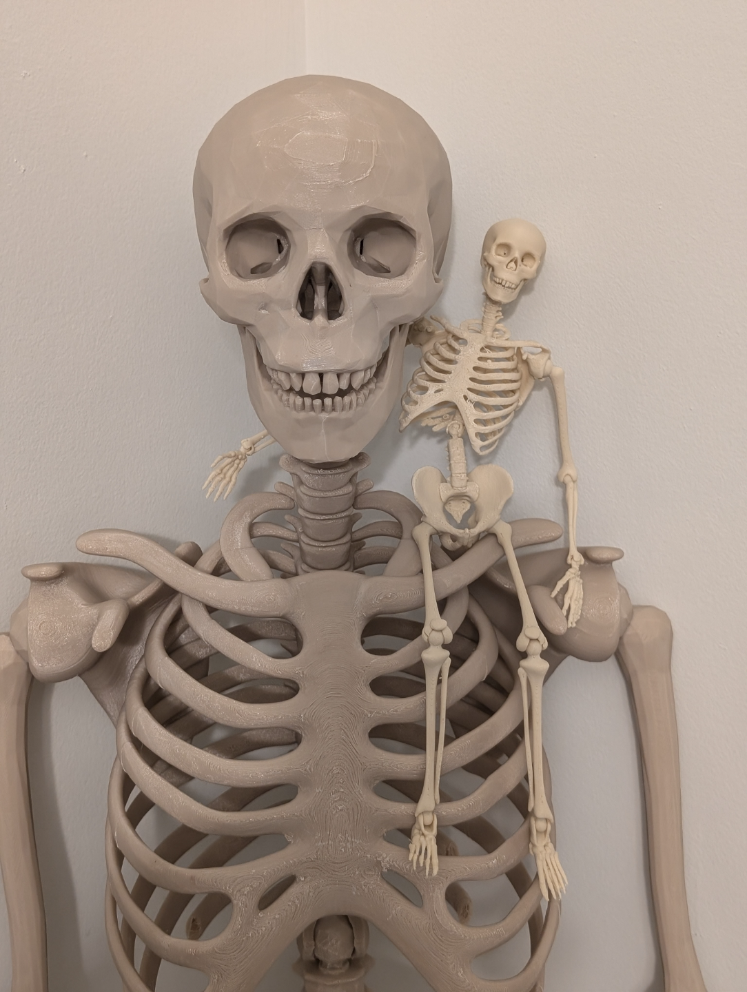 Lankstus žmogaus skeletas dekoracijai Helovynui
