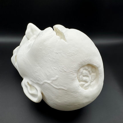 XL zombio galva dekoracijai Helovynui